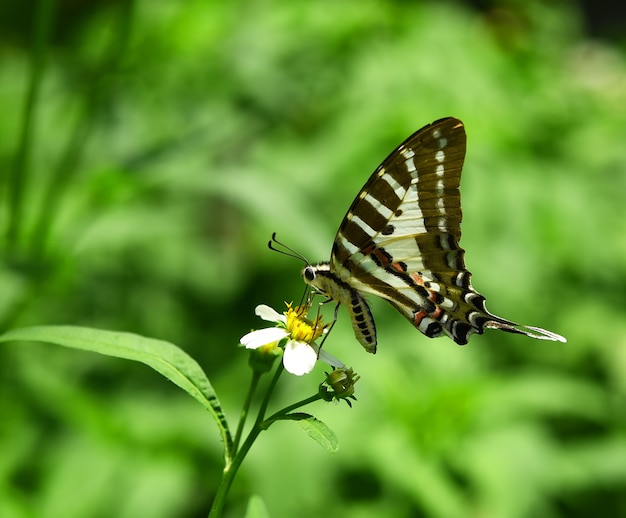 Mariposa sobre flor amarilla en el jardín