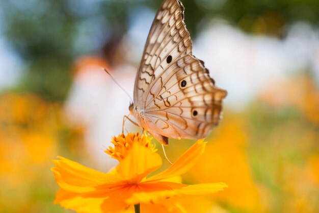 Mariposa sobre una flor amarilla