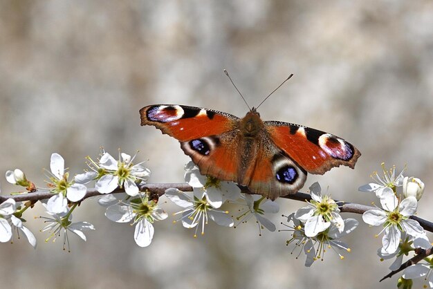 Una mariposa sobre una flor blanca