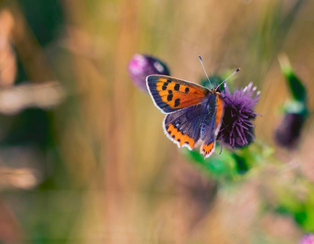 Una mariposa sobre una flor de cardo.