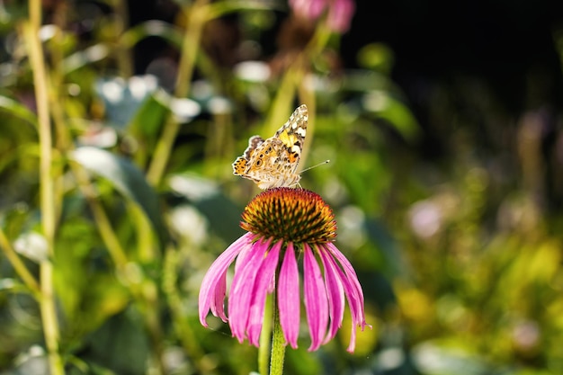 Mariposa sobre una flor en el jardín de primavera
