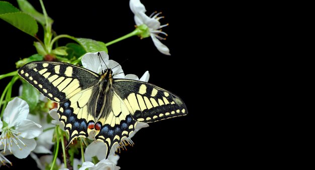 Una mariposa sobre una flor en el jardín.