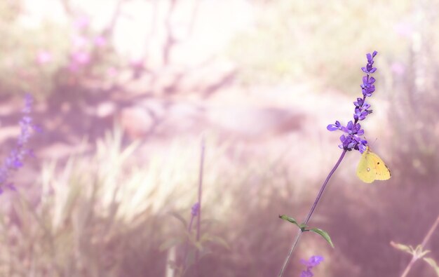 Mariposa sobre una flor de lavanda en un jardín de flores