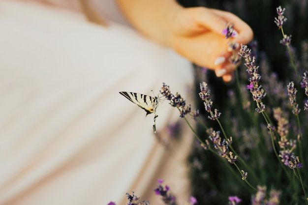 Mariposa sobre flor de lavanda.