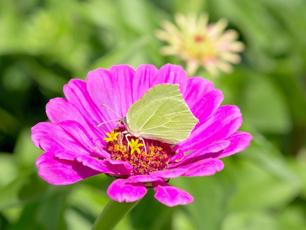 Mariposa sobre una flor. Mariposa polinizando flores en el día de verano, fondo suave