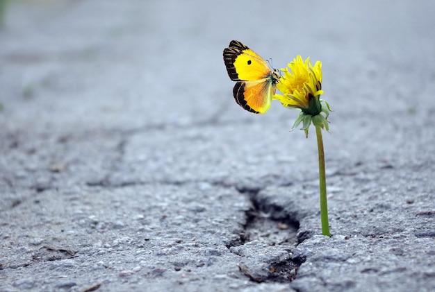 Una mariposa sobre una flor en medio de un hormigón.