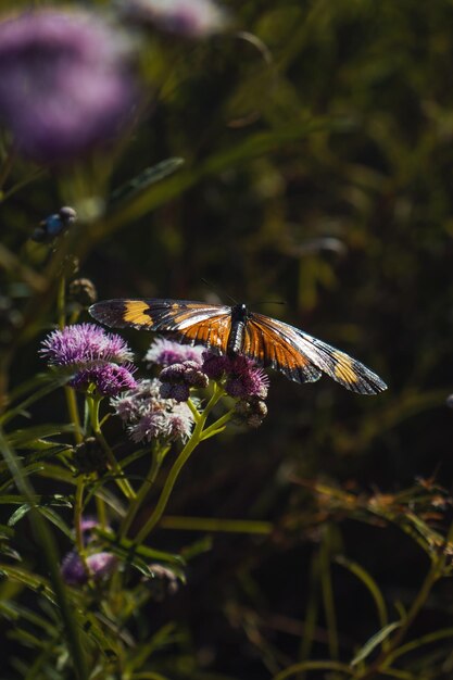 Una mariposa sobre una flor en la oscuridad.