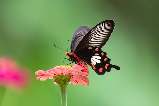 Mariposa sobre flor roja en el jardín