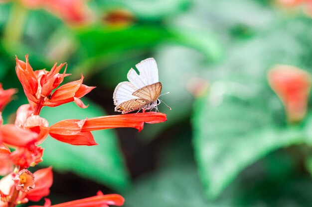 Mariposa sobre una flor roja