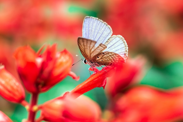 Mariposa sobre una flor roja