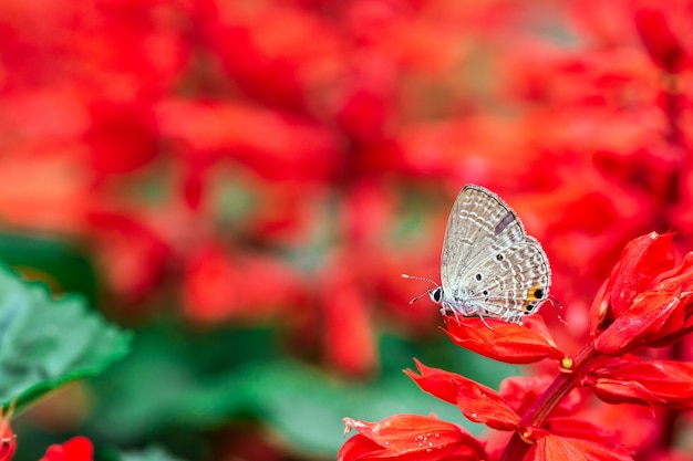 Mariposa sobre una flor roja