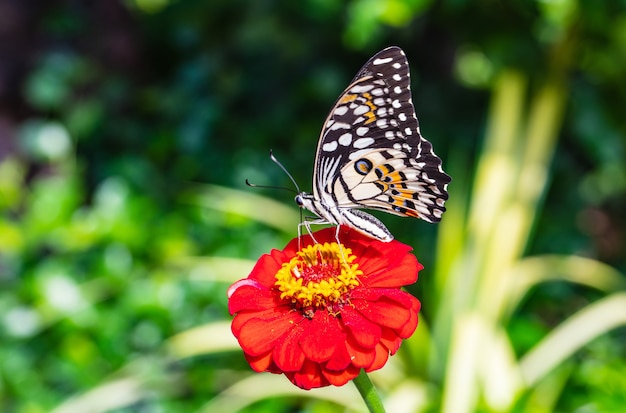 La mariposa sobre la flor roja