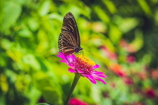 Mariposa sobre una flor tropical en un parque de mariposas