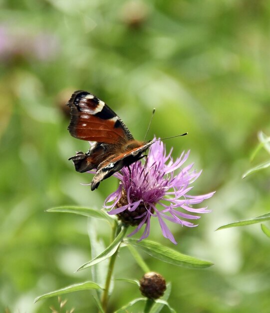 mariposa sobre una flor