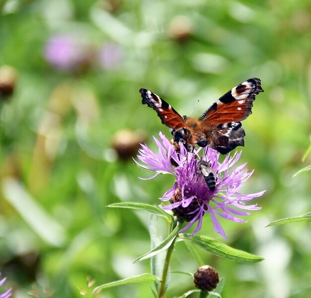 mariposa sobre una flor