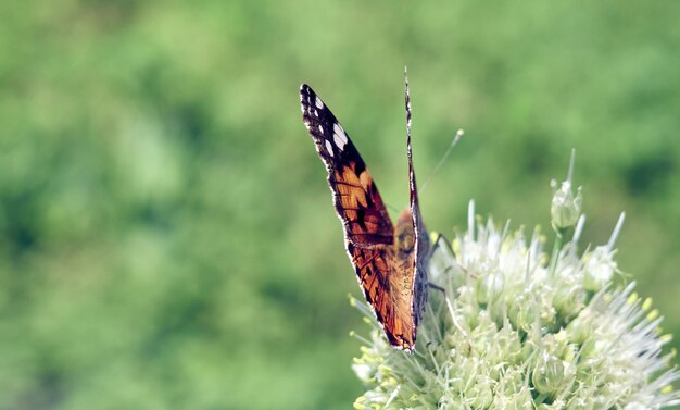 Mariposa sobre una flor.