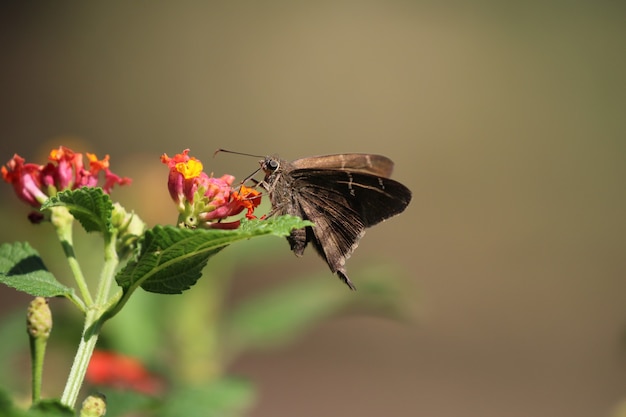 Mariposa sobre una flor