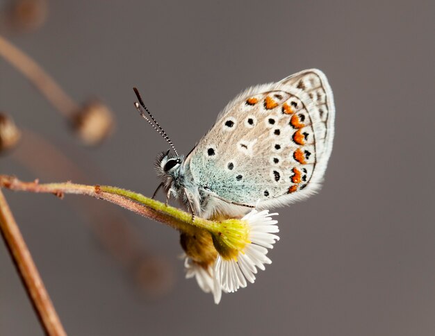 Mariposa sobre una flor