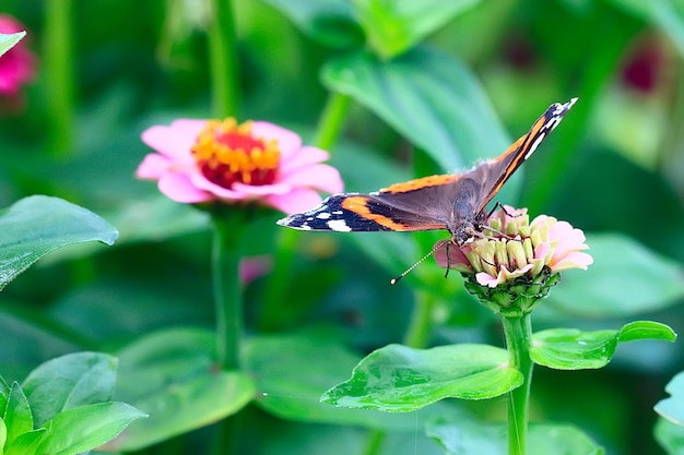 mariposa sobre una flor