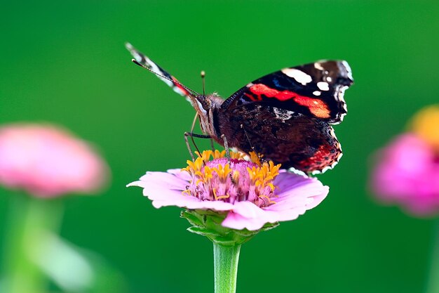 mariposa sobre una flor