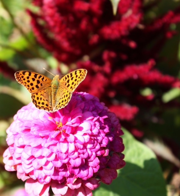 mariposa sobre una flor