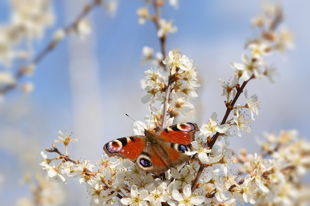 mariposa sobre una flor