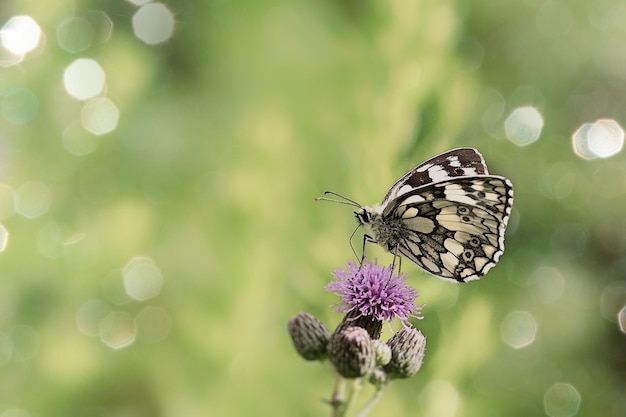 mariposa sobre una flor