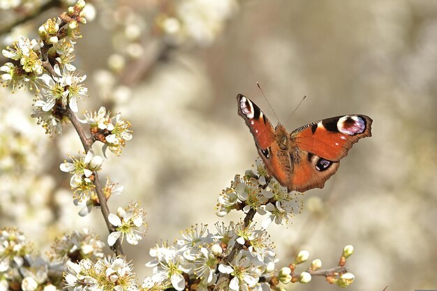 mariposa sobre una flor