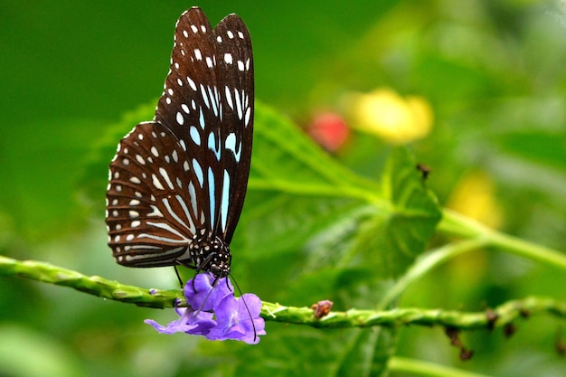 mariposa sobre una flor