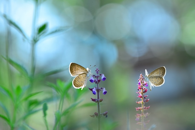 mariposa sobre flores con fondo bokeh