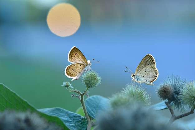 mariposa sobre flores con fondo de naturaleza