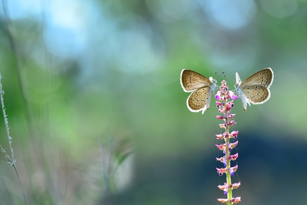 Foto mariposa sobre flores con fondo de naturaleza