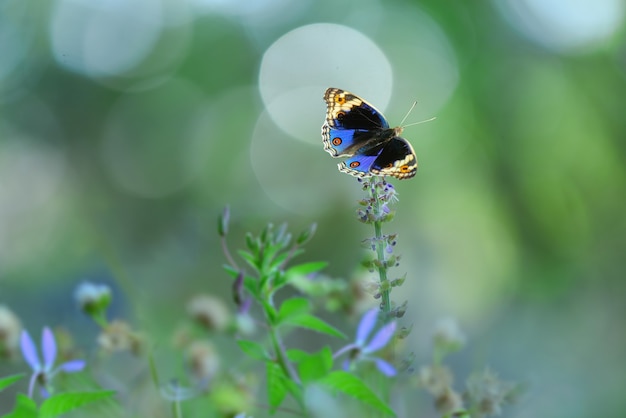 mariposa sobre flores con fondo de naturaleza