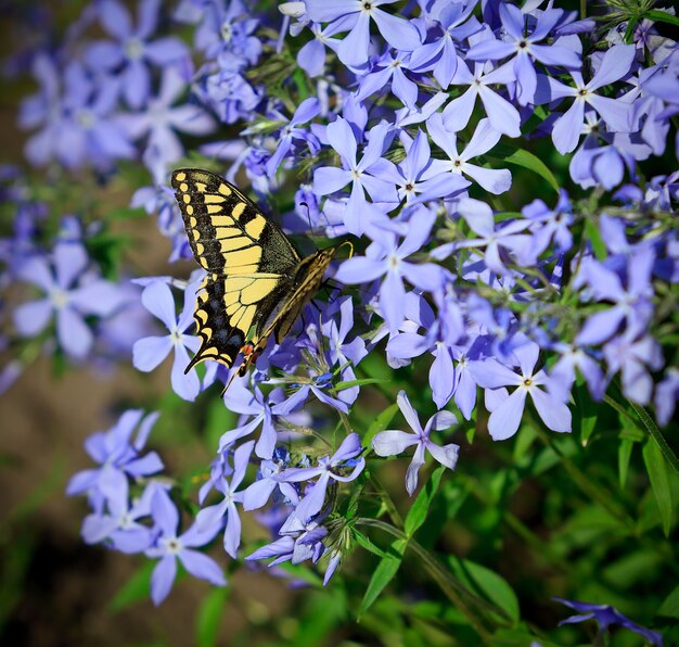 Mariposa sobre flores en un jardín.