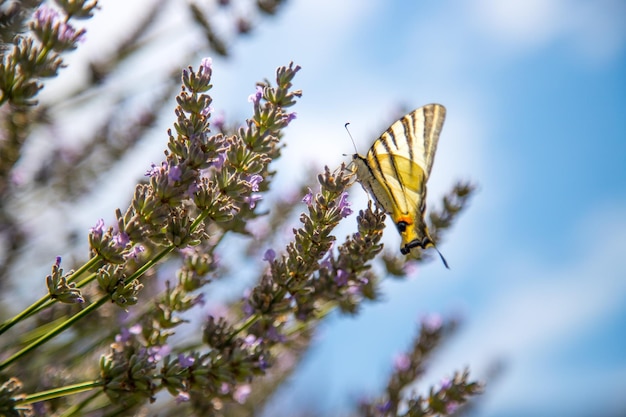 Mariposa sobre flores de lavanda púrpura Francia postal