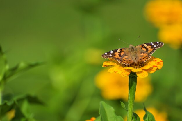 Mariposa sobre flores en el parque de Boston