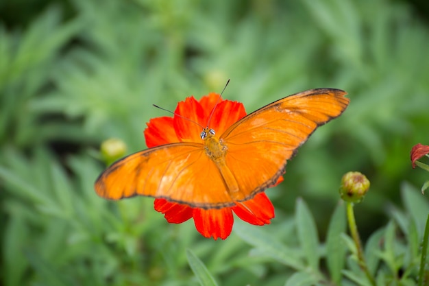 Foto mariposa sobre un fondo de flores sobre la hierba verde.