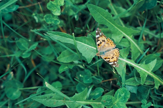 Mariposa sobre la hierba