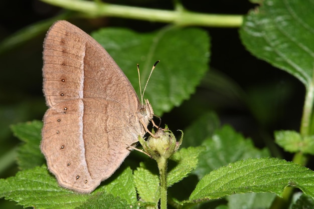 Mariposa sobre una hoja en la selva. Bali, Indonesia.