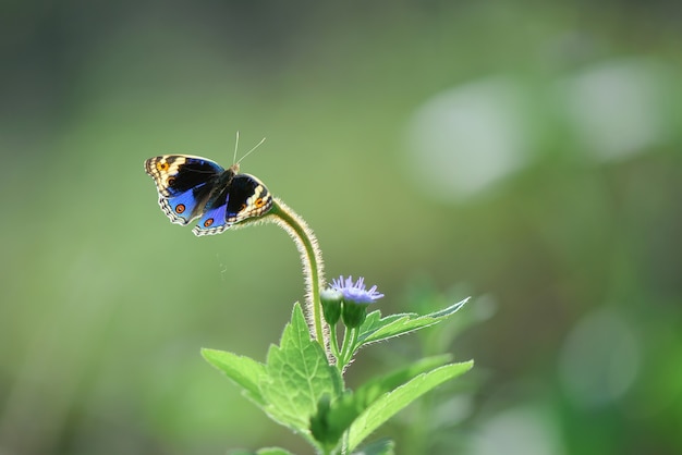 Mariposa sobre una hoja sobre un fondo de naturaleza