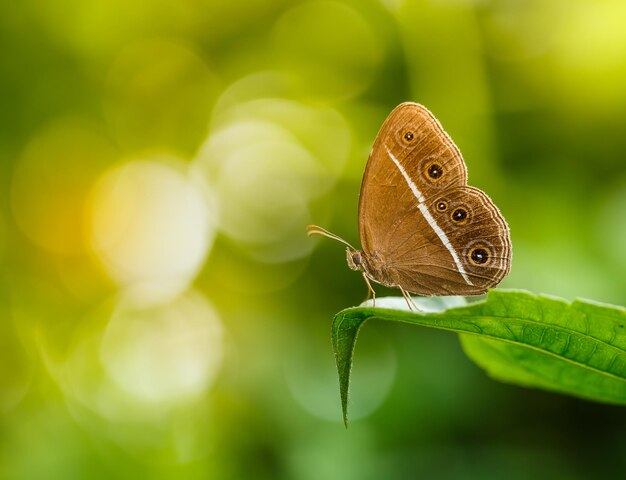 Mariposa sobre hoja verde en el jardín