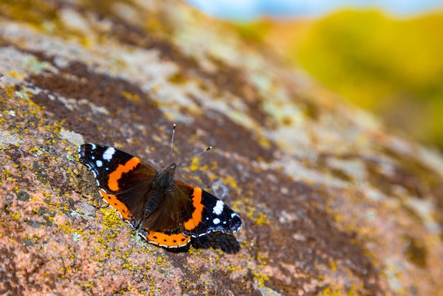 Mariposa sobre una piedra pintoresca