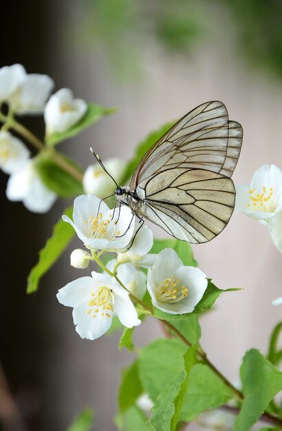 Mariposa sobre una rama de jazmín