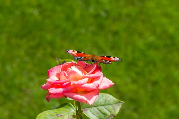 Mariposa sobre una rosa rosa en verano