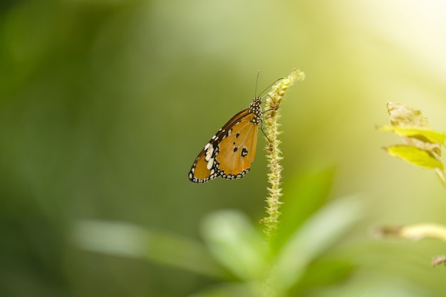 Mariposa y sol suave.