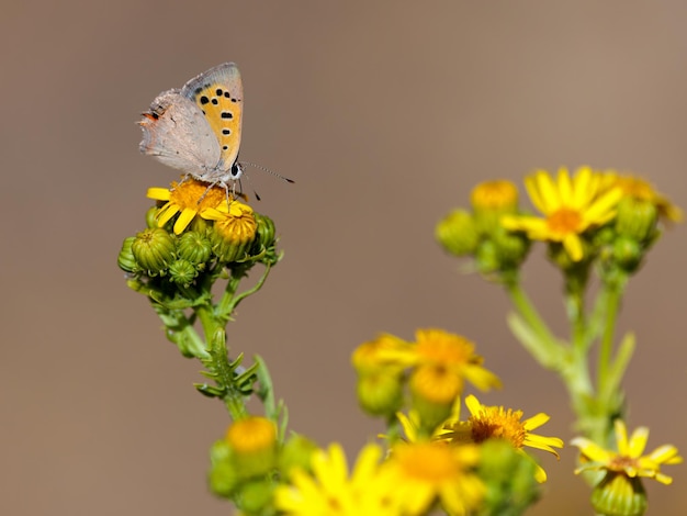 Mariposa en su entorno natural