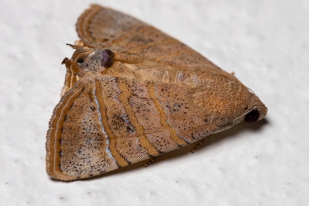 Mariposa subjacente da espécie Eulepidotis caeruleilinea