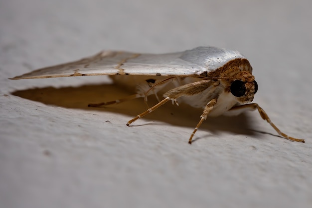 Mariposa subjacente do gênero Eulepidotis