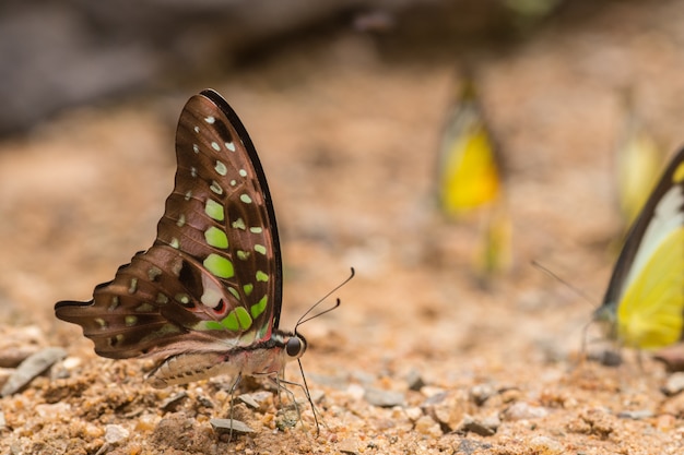 Mariposa en el suelo