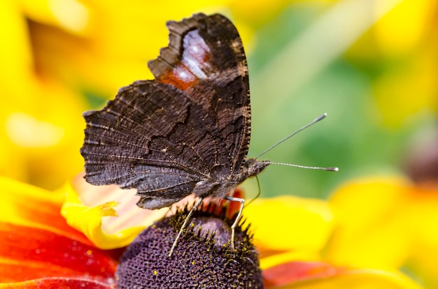 Foto una mariposa en un susans de ojos negros